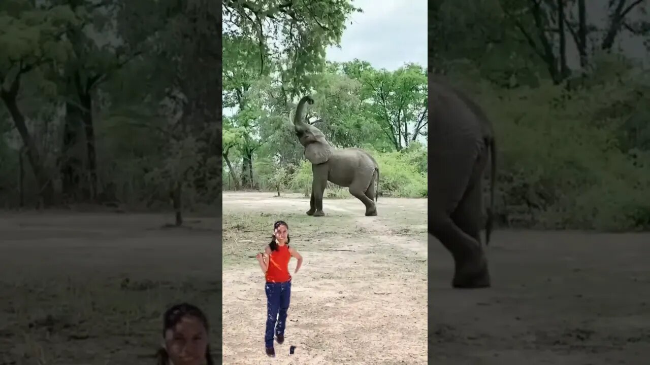amazing elephant standing taking a leaf