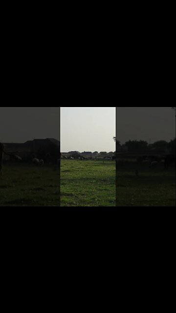 Обычный Вечер В Деревне