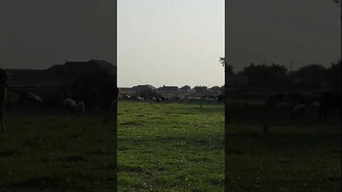 Обычный Вечер В Деревне