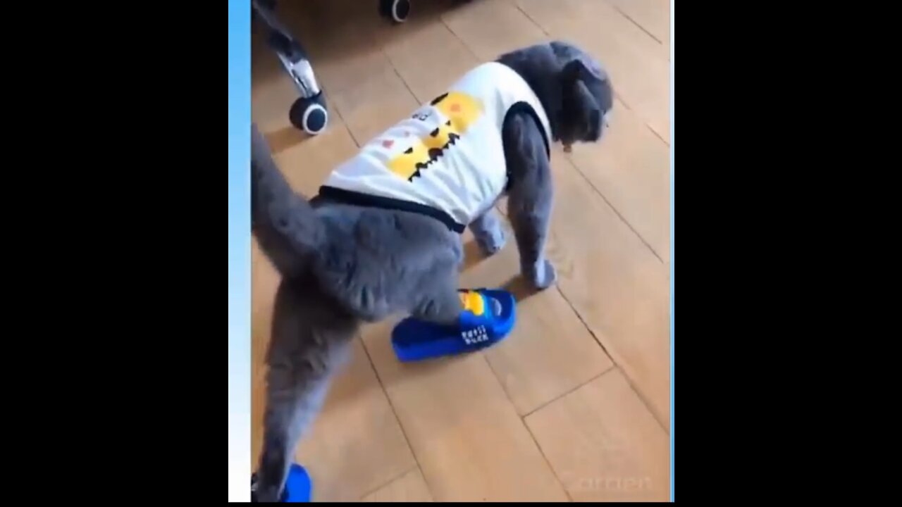Funniest Cats😂 - Funny Cats Life