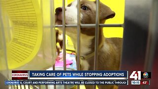 Taking care of pets while stopping adoptions