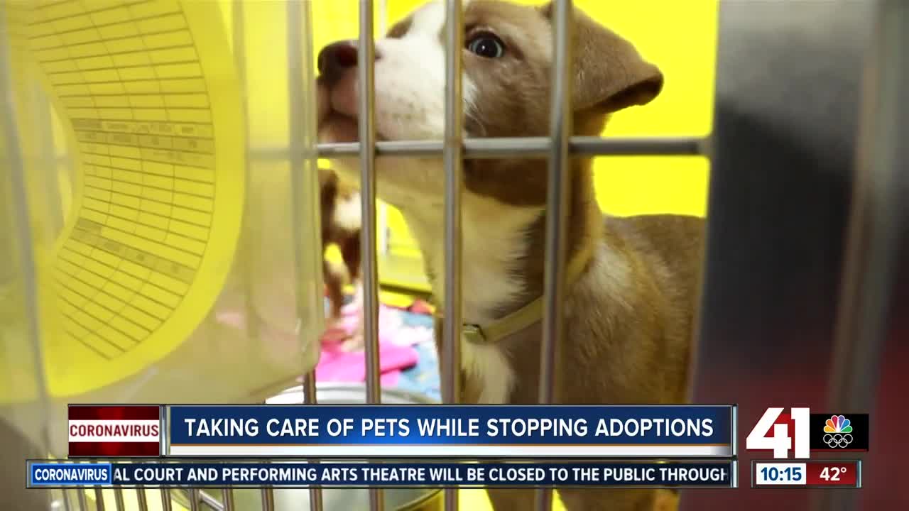 Taking care of pets while stopping adoptions