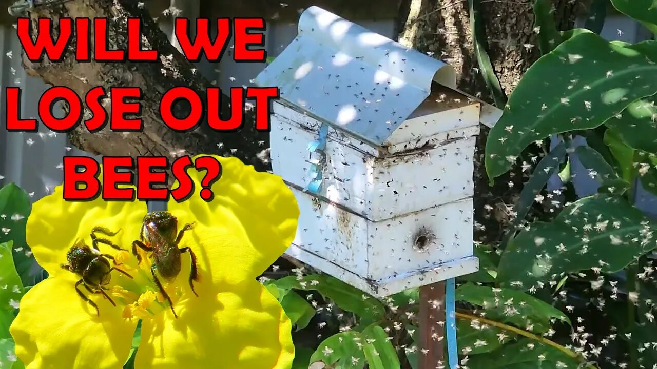 Australian Native Bee Swarm