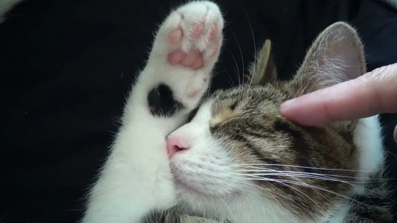 Sweet Kitten Sleeps with His Paw behind the Ear