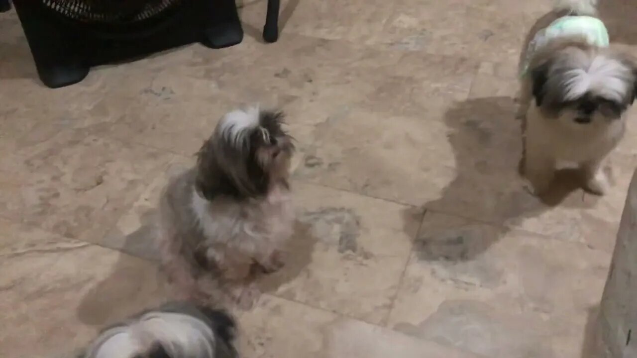 Dinner time with My Shih Tzu Babies