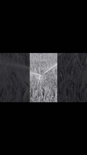 🤣🥰 wheat 🌾 #youtubeshorts #shorts #youtube #shortvideo #shortyoutube