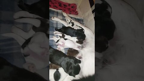 Hungry Puppies