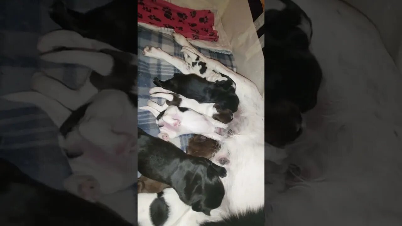 Hungry Puppies