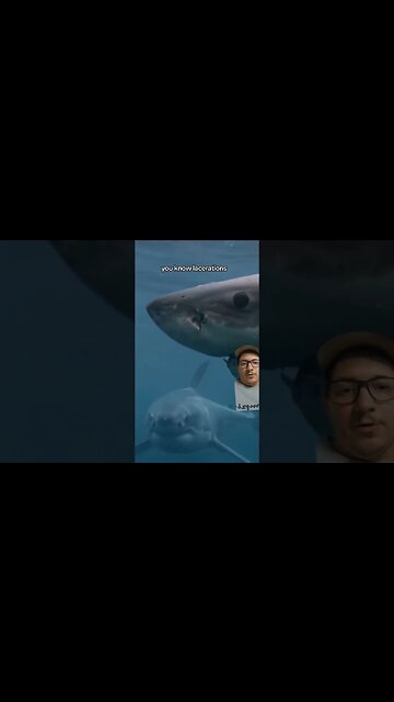 Sharks use their mouths to feel things... unfortunately