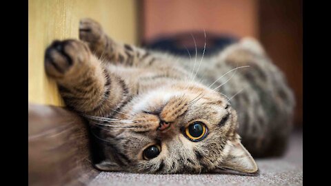 Charming and funny, cute, pets