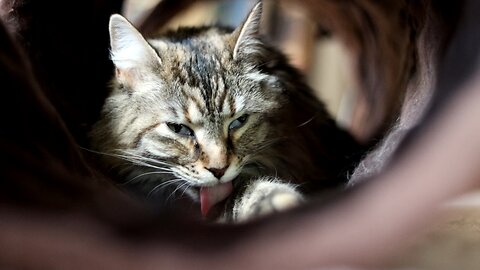 Leia Grooming in a Tunnel