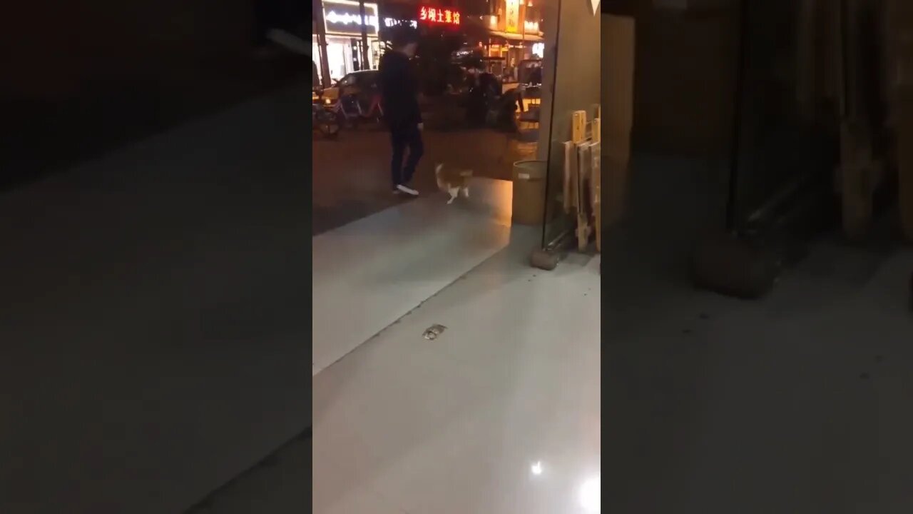 O GATO MICHAEL JACKSON 🐈#shorts #planetaanimalshorts #eulovegatos