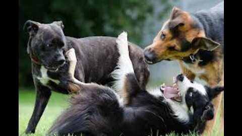 Cute Pets And Funny Animals Compilation draganov