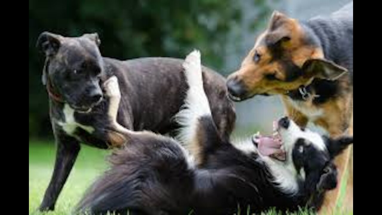 Cute Pets And Funny Animals Compilation draganov