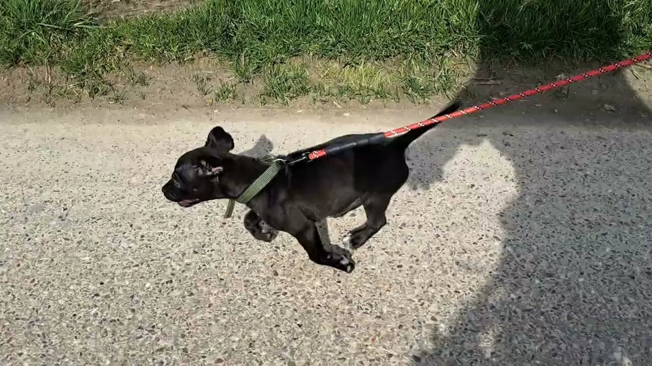 Working fell terriers 10 week old puppy BSL Chimaera & adult Patterdale Terriers Estacado Obscura