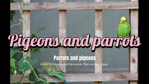 The parrot next door