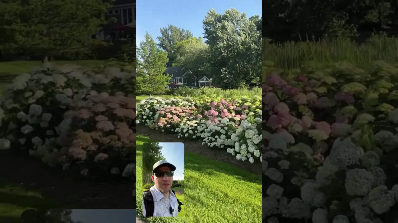 A True Row of Hydrangeas #hydrangeas #garden #provenwinners