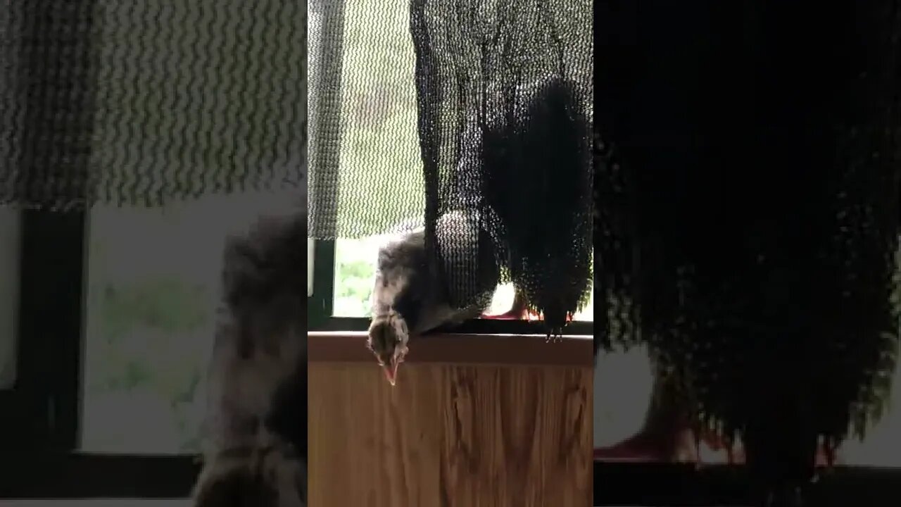 One by one the baby guinea fowl hop onto my window sill for a visit