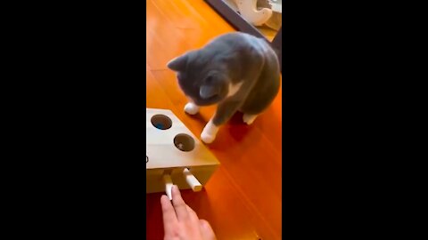 The scary moments of cats