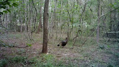 Spooked Deer Spooks Baby Turkey