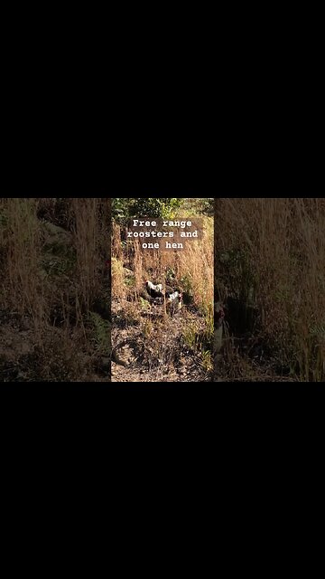 Happy free range roosters with one hen. Top roosters protect their hens from lower roosters