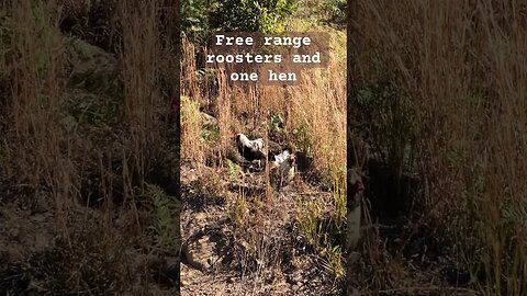 Happy free range roosters with one hen. Top roosters protect their hens from lower roosters