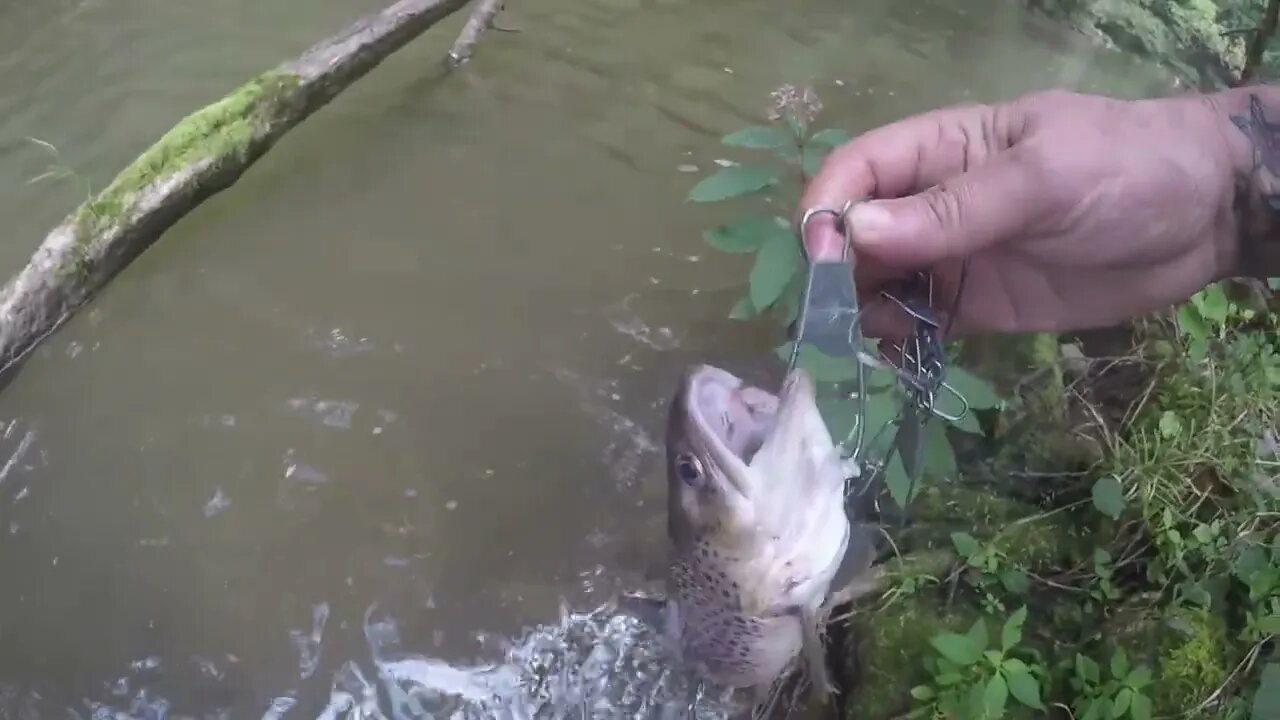 Last (pitiful)Trout haul '22