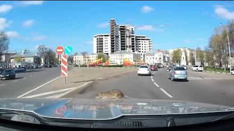 Autista da un passaggio in auto a... un ratto!