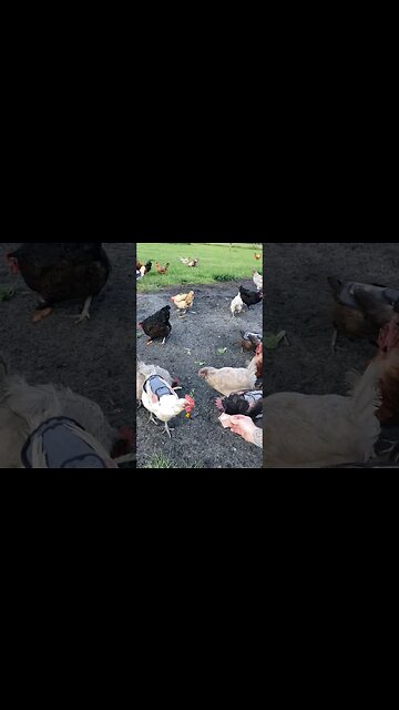 Leftovers Part 2 #chickens #chickenshorts #chickenlife