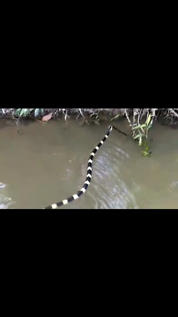 Welang snakes are very dangerous