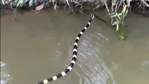 Welang snakes are very dangerous