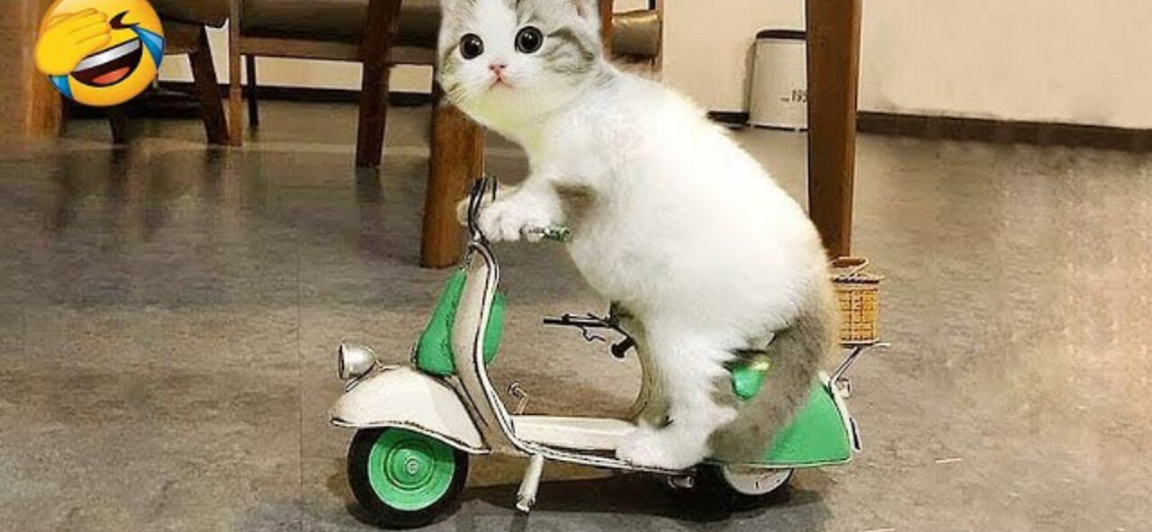 NEW FUNNY VIDEO 2024 π CUTEST CATS AND DOGS πΆπΊ part-2-2