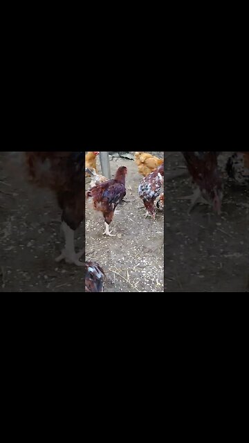 Actual footage of me and Casey at the BUFFET😅😅 #humor #funny #funnyvideos #comedyvideos #