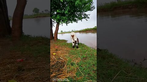 Village Life #tractor #nature #slowmotion #nature #village #villagelife #beautiful #countryside