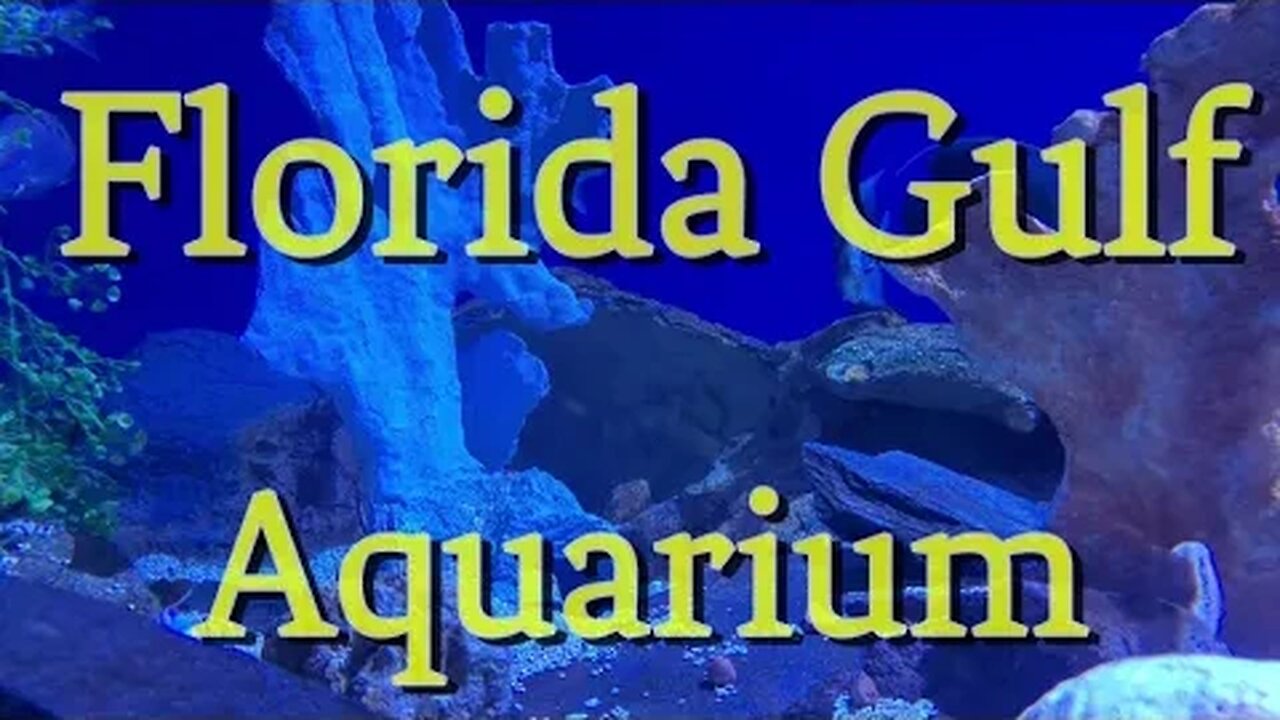 Florida Gulf Aquarium - How many species can you Identify?