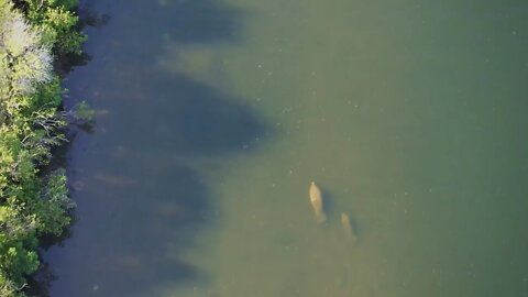 Anclote Gulf Park Manatees