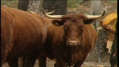 Tassie Bullock Team