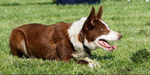 Dog laying down