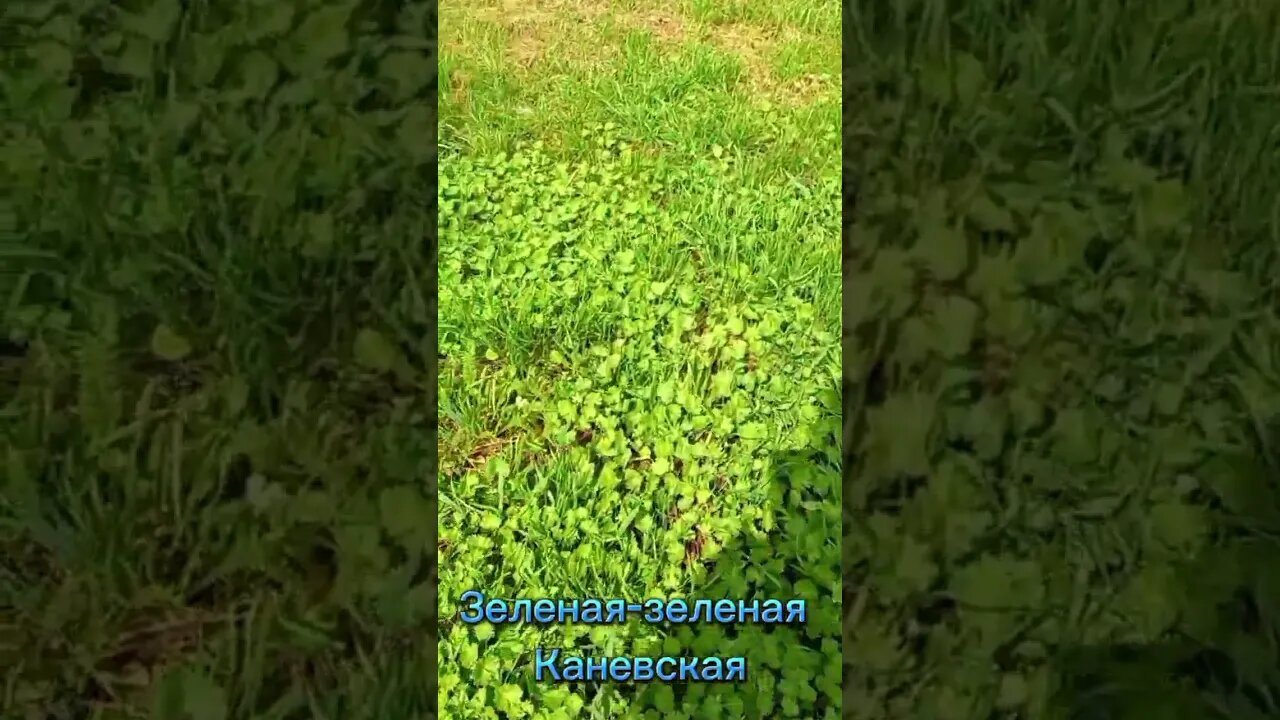 Зеленая зеленая Каневская #переезднакубань #переезднаюг #89182502052 #агенствонедвижимости #shorts
