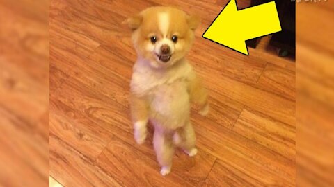 Puppy dog enjoying moment very happy