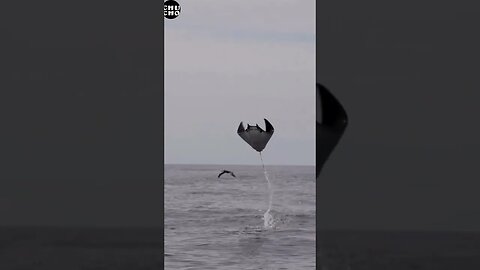 Vuela #chuchodelchucho #humor #elcafetazo