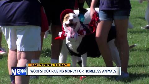 'Woofstock' raises money for homeless animals