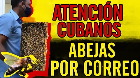 🤣Atención cubanos. Abejas por correo🤣