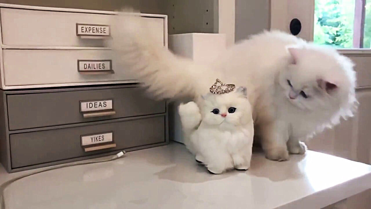fat, fluffy and funny cats