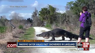 Canadian couple get close-up look at massive gator in Lakeland