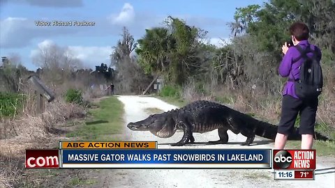 Canadian couple get close-up look at massive gator in Lakeland