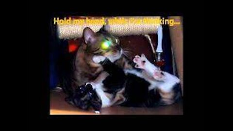 Funny Videos Shocked They Sleep and Cats Bark and Laugh 2021
