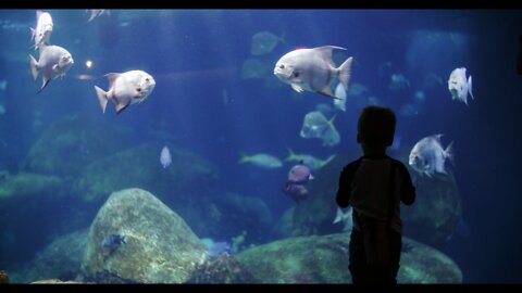 Boy Watching The Fishes In An Aquarium