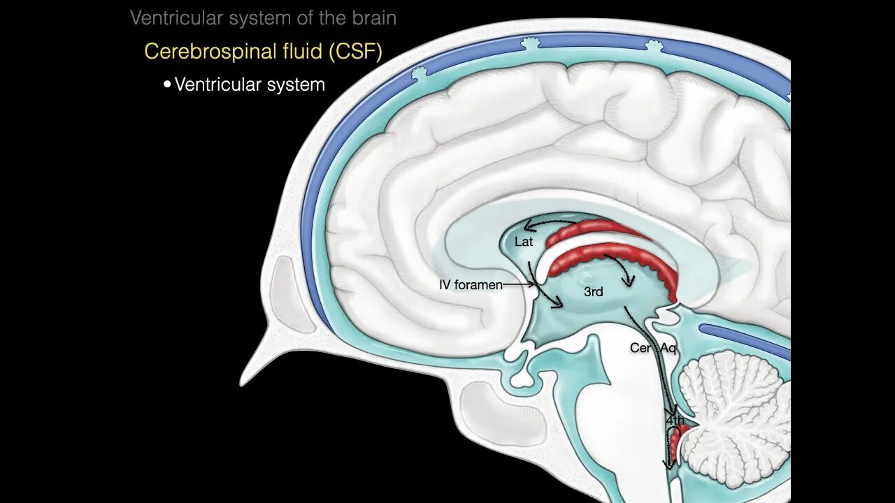 The ventricular system