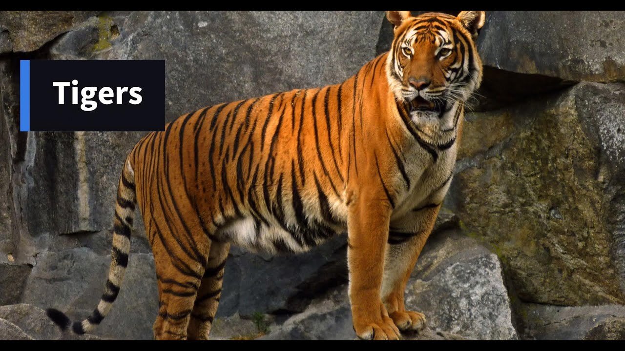 Tigers -- Largest members of the cat family